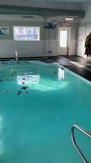 Pool Time at Doggy Daycare || ViralHog