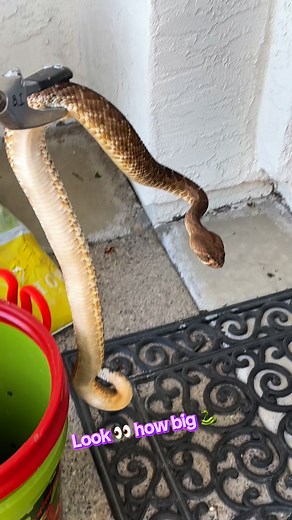 69K views · 1.2K reactions | Look  at the size of this California Rattlesnake  #amazon #surprise #rattlesnake #big | The Snake Wranglers-California's most trusted snake relocation service | Facebook
