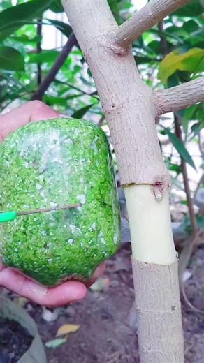 Bonsai Wiring Techniques: How to Wire a Bonsai Branch (Easy Guide)