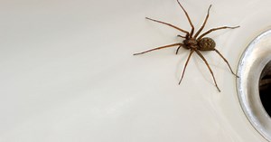 Massive spiders spotted in people's homes - how to keep them out