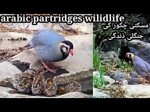 Arabian Chukar in the Wild | Rare Desert Partridge Wildlife Documentary