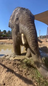 2K views · 171 reactions | Prepping for Monday with a mud mask  | Sydney Zoo | Facebook
