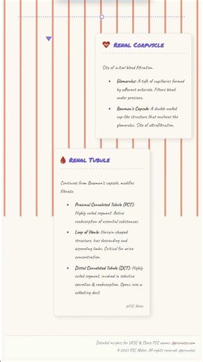 Microscopic Structure of Kidney: Detailed Anatomy of Nephron Bowman's capsule, Glomerulus, Rena...