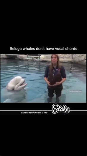 Beluga whales don't have vocal cords yet they're some of the ocean's most expressive Voices. Despite lacking vocal cords, beluga whales are known as the "canaries of the sea" because of their incredible range of sounds. They create clicks, whistles, and chirps by manipulating air between their nasal sacs. It's a fascinating reminder that nature always finds a way - even without the tools we assume are necessary. Their ability to mimic sounds, communicate, and even imitate human speech highlights