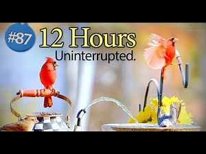 🦢Birds for Cats to Watch 😺 | Uninterrupted 12 Hours Feeder and a Birdbath with Water Fountain Cat TV