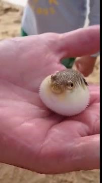 BABY pufferfish
