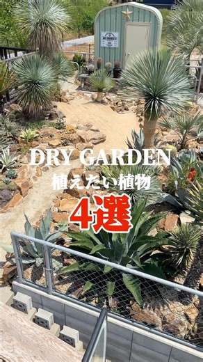 【ドライガーデン】オススメの植物4選！アガベ｜ユッカ｜ヤシ｜サボテン#庭作り ロックガーデン #園芸 #shorts