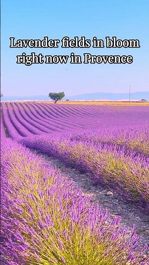 Lavender fields in France are in full bloom right now !