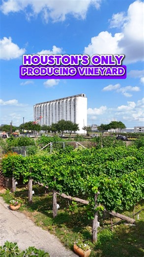 Christina Autry | Houston’s Got Spice | 🍇 HOUSTON’S ONLY PRODUCING VINEYARD! 🍇 @thenicewinery has been at this @springbranchdistrict for 4 years, and they’ve won extensive awards... | Instagram