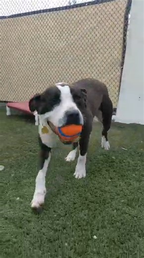 We have a little love story brewing here at the kennel... between Jude and his ball! And it's probably the cutest thing you'll have all day. Our Jude is all about taking a sad song and making it better. Some might say that he's down on his luck since he ended up at the kennel, but he's a happy, silly boy who is trying to keep his spirits up. As you can see, Jude has a passion for toys and he's quite playful with them. He loves carrying his favorite ball around, showing it off with full-body wigg