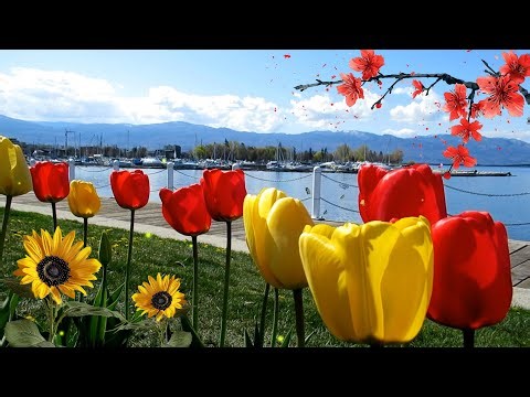 24 Hour Peaceful Relaxing Music |🎹 Meditation, Stress Relief,and Good Sleep