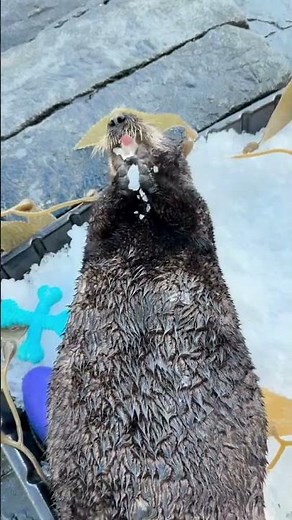 Sea Otters playing in ice! 📍SeaWorld San Diego