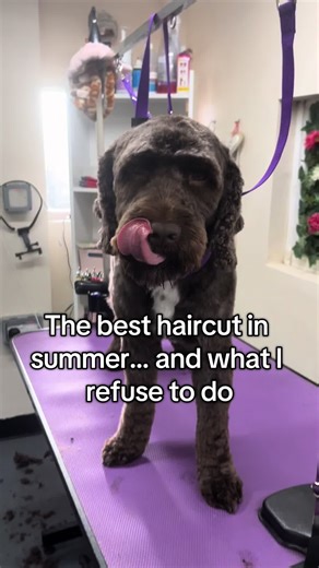 The best summer haircut… and what I refuse to do 👀✂️ Pet parents — this one’s important. #d#doggroomerd#doggroomingtipss#summergroomg#groomersoftiktokdogtok