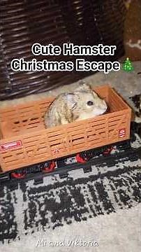 Cute Hamster Riding the Christmas Train 🎄Hamster videos| Christmas Polar Express| My Pet Hamster