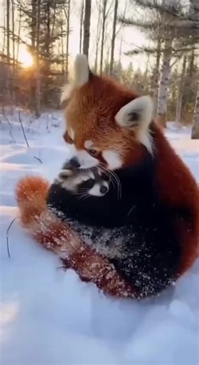 #freunde #tiere #fuchs #liebe #nextgenart