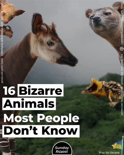 19K views · 205 reactions | Our planet is home to hundreds of thousands of unique species. | Sunday Roast | Facebook