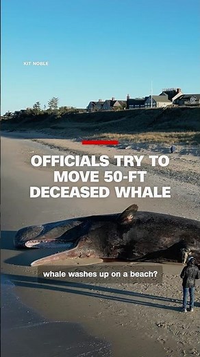 Officials try to move a 50-ft deceased whale