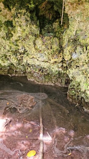 Exploring a secret jungle cenote Playa del Carmen Mexico tropical Caribbean life #nature #explore