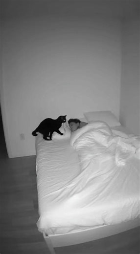 🤣🤣🤣🤣🤣🤣🤣🤣🤣🤣 #cat #funny #fyp