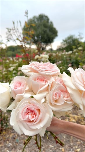 21K views · 345 reactions |  Bring Your Garden to Life  Discover California-grown roses — fragrant, easy to grow, and ready to bloom. ✨ Save 15% on all potted rose bushes with code HARVESTPETALS15  Join Membership ($99) and unlock 25% OFF all potted rose bushes! | Grace Rose Farm | Facebook