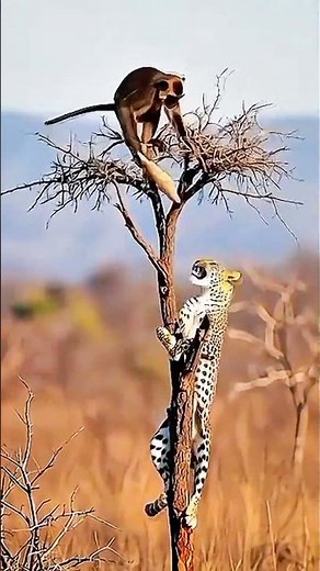 Absolute pleasure Or Self Defence #alienskinugandatv #dance #duet