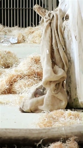 What Will the Baby Orangutan Do with This Bag?#shors#orangutans#funnyvideo#funnyanimals