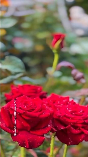 Explore a Stunning Rose Paradise | 4K Flower Garden Walk"🌹