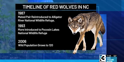 Red wolf in North Carolina is teetering on extinction in the wild