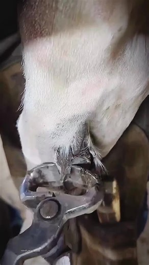 #thehoof54 #hoofcare #hoofcleaning #hoofpicking #hooftriming