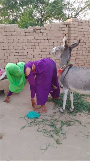 A Day in Village Life | Donkey & Girl #funnydonkey #donkeycomedy #trendingshorts #newtrending