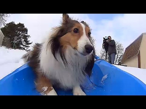 Roxie the sledding dog goes viral