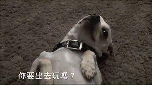 Adorable dog reactions: Do you want to go outside? Do you want to take a bath? #AdorableDog #DogRaction #DogOutdoor #DogBath #DogFun | Pet Lovers Centre Singapore