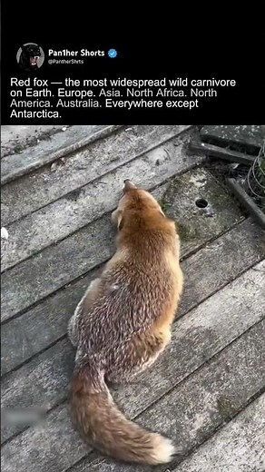 Red Fox — Most Widespread Wild Carnivore. Everywhere Except Antarctica.