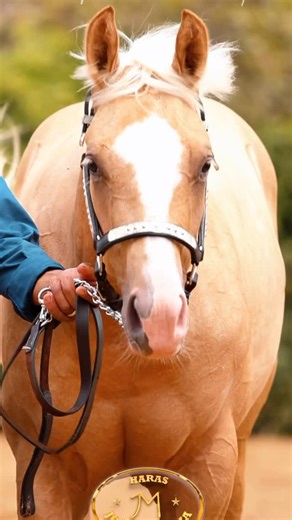Haras João e Maria on Instagram: "✨ É assim que começa… ✨ Vem aí a 2ª edição do Leilão Haras João e Maria, um encontro marcado por grandes linhagens, genética consagrada e muito futuro pela frente. Apresentamos WIMPYS MUCH FUN, potra palomina, linda e delicada, nascida em 20/11/2024. Filha do lendário Wimpys Little Step e da égua So Much Trashya — sangue forte, equilíbrio, performance e qualidade em cada detalhe. Esse é apenas o primeiro lote de muitos farão parte desse momento especial. 📅 14 d