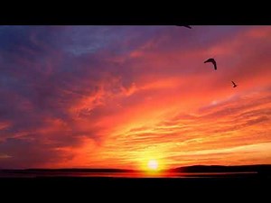 Birds flying at sunset over the sea