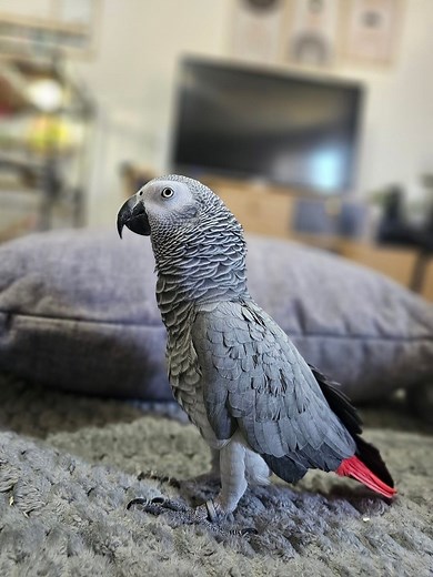 Pepette 😅🩷🩷 #funnyreels #parrot #cute #funny | Plumetcie