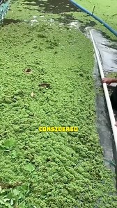 979K views · 9.5K reactions | Azolla: Nature's Hidden Treasure #AzollaFarming #ProteinRich #SustainableAgriculture #LivestockFeed #InnovativeFarming | Satisfying Videos | Facebook
