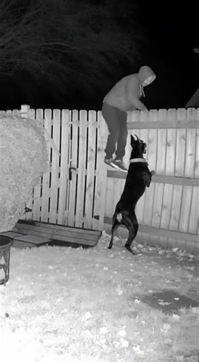 Doberman Guards the House at Night