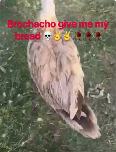 Give me my bred bro