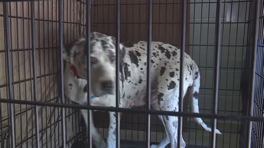 Volunteers and supplies needed after huge dog rescue in Newton County, MO