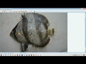 Ferramentas para Morfometria Geométrica - tpsDig232