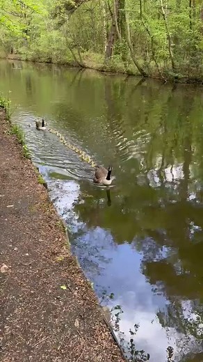 16K views · 506 reactions | Canadian geese and their chicks…  | The Bastard Weather | Facebook