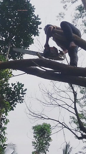 Pruning #tree #woodworking | Rachman