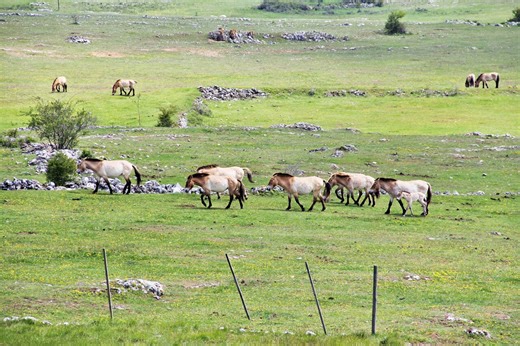 Les "derniers chevaux sauvages"... Ils sont en Lozère et France Télévisions leur consacre une émission