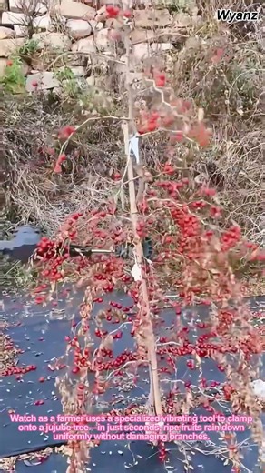 Satisfying Jujube Harvest with Vibrating Tool: 10x Faster Method!