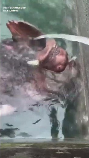 Walrus Drinks Straight From Hose, Sings at Tacoma Zoo