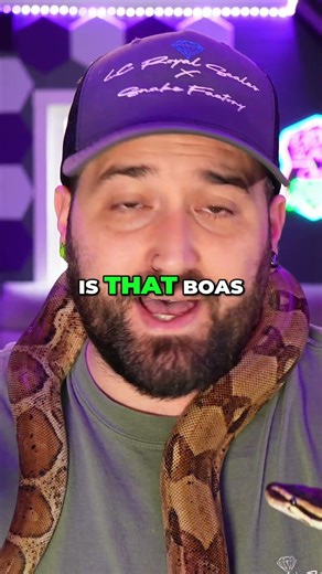 Boa Constrictors vs. Ball Pythons: Husbandry Myths Debunked! #shorts