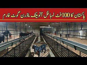Biggest European Standard Goat Farm in Pakistan || Modern Goat Farm in Pakistan || By Asim Faiz