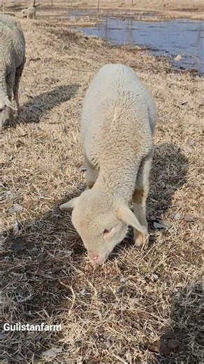 peaceful grazing lamb