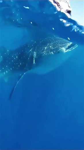 Sauvetage d'un Requin-Baleine #sauvetage #fyp #animaux #requin #sauvetageanimaux